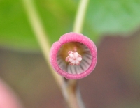 Pink cupped flowers